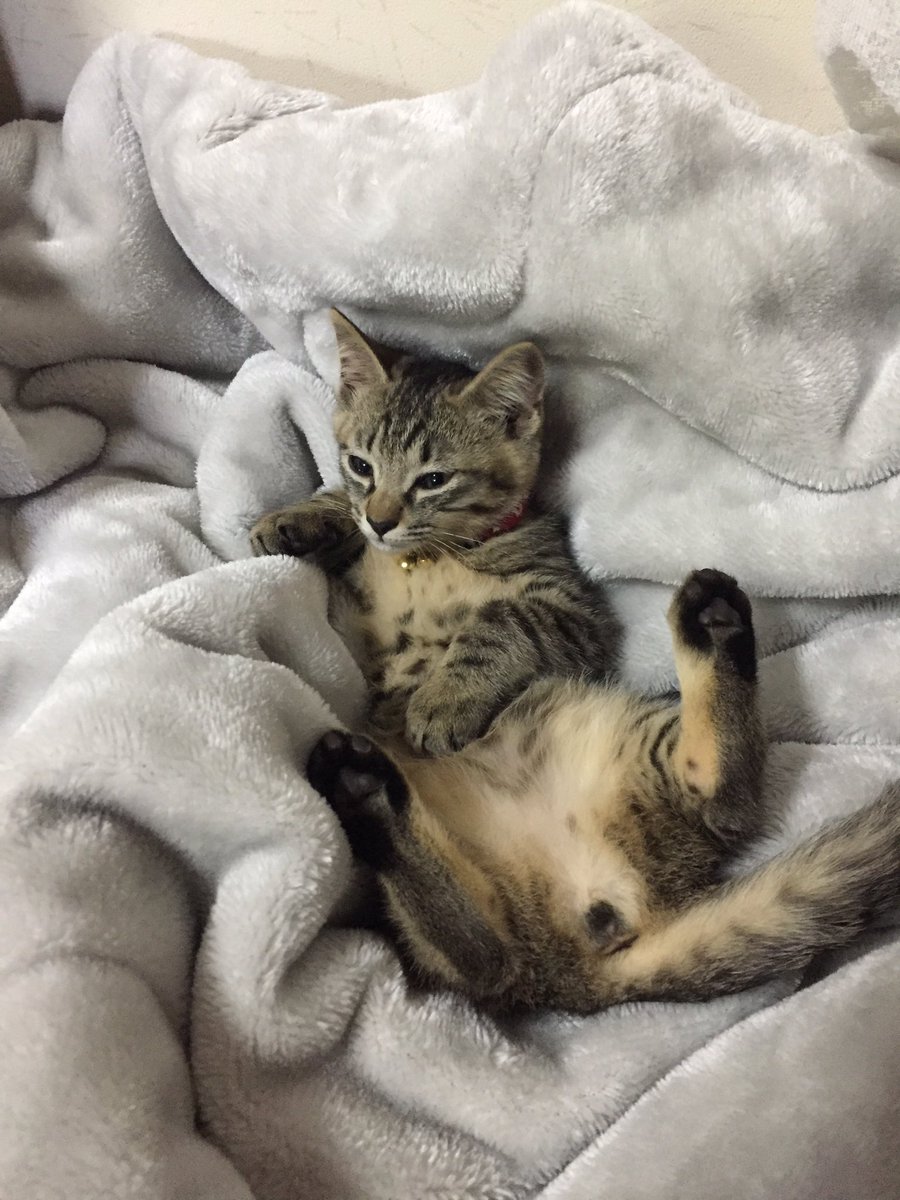 22fool's tweet photo. 本日より家族が増えました( ^ω^ )
キジの瑠璃ちゃんと黒猫の月見ちゃんですv
よろしくお願いします(*´꒳`*) https://t.co/qFl0asJ3US