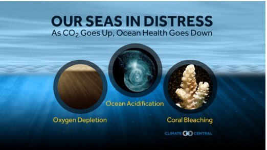 geogabout's tweet photo. Rising CO2 levels and resulting warmer seas is affecting ocean health https://t.co/KPTa0es2n0 https://t.co/Y66WpDqqlb