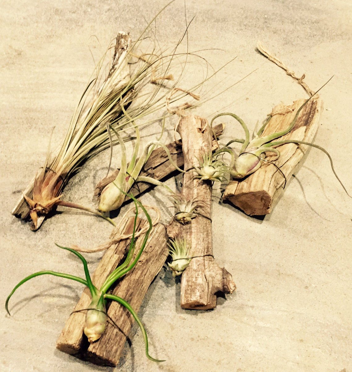 Eastgarden Twitterren エアプランツの流木付き ヒモも付いているので好きなところに吊るすだけ とりあえず吊るしてみる 自分の部屋がなんとなくオシャレなカフェっぽくなる コーヒーが飲みたくなる 飲んでみる 幸せな気分になる Matsumoto エアプランツ