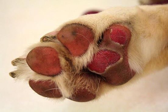marcthevet's tweet photo. Dog owners: Roads &amp; pavements heat up very quickly in sun &amp; can burn pads so pls walk on grass or early/late when cooler #summerpetdangers https://t.co/xAhN2kvR57
