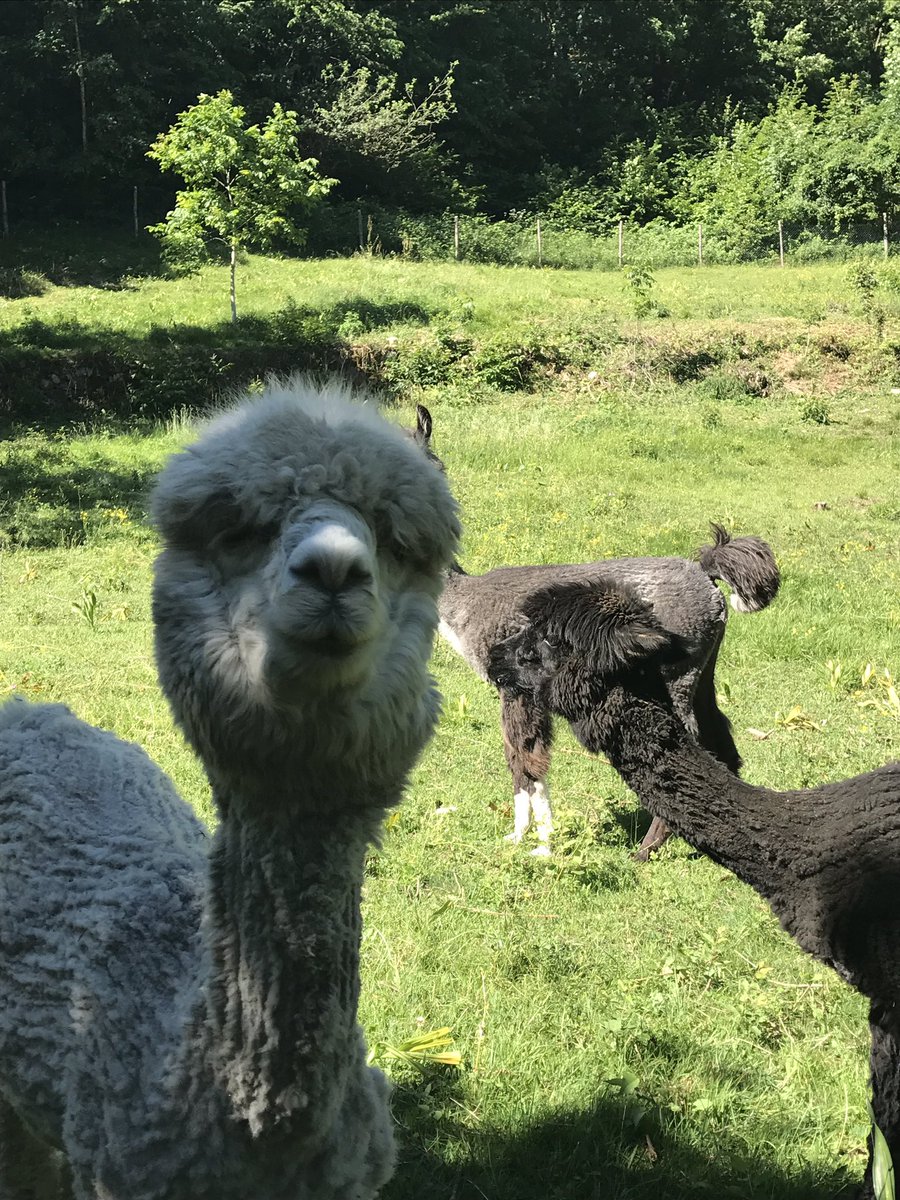 Lama e Alpaca. Perù? 
No, Montepiano di Lastebasse Az. Agr. La Casa del Pastore di Fanny Cerato
Trekking #GeografieValdastiche #VagheStelle