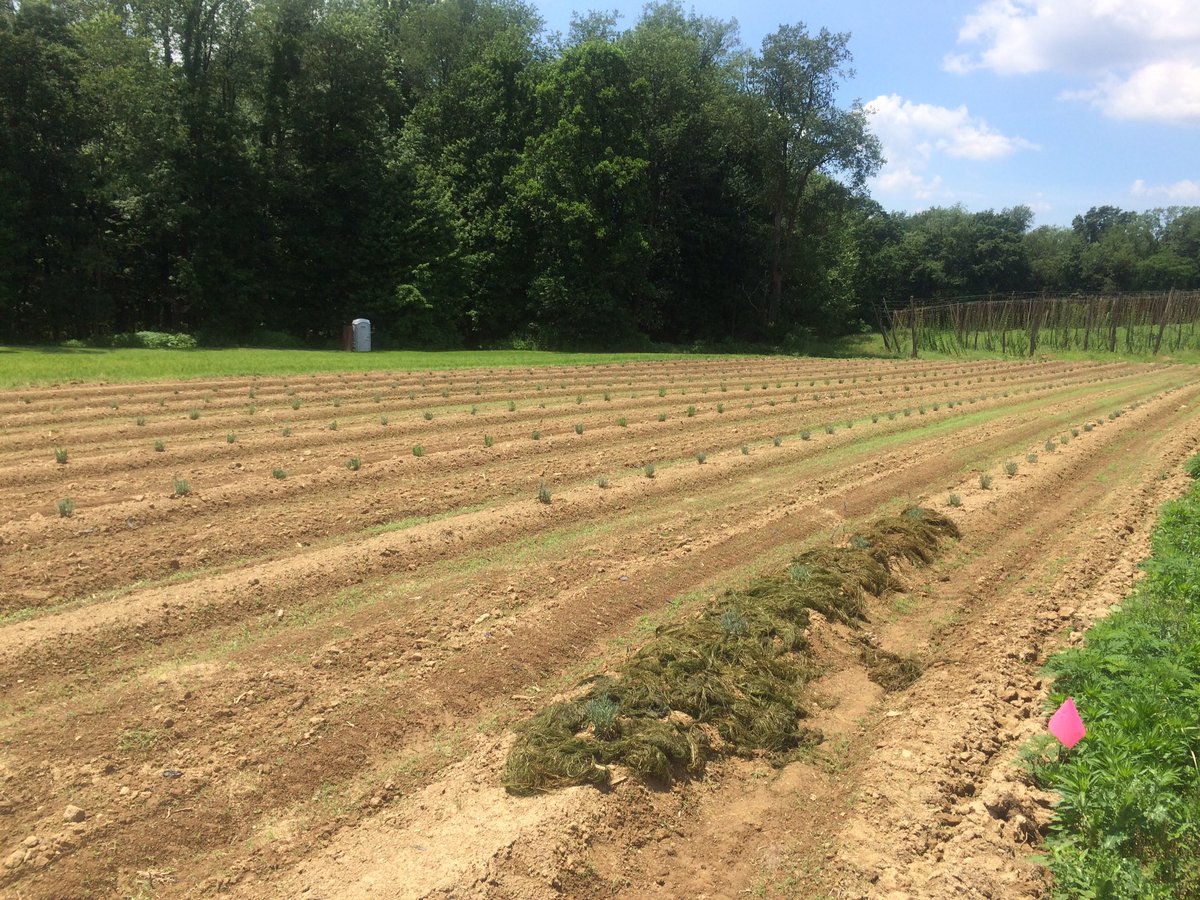 thehopproject's tweet photo. Lavender field grass is starting to grow in row with hops in the background ... nice #palavender #pahops #pafarming https://t.co/kei8GnRRIa