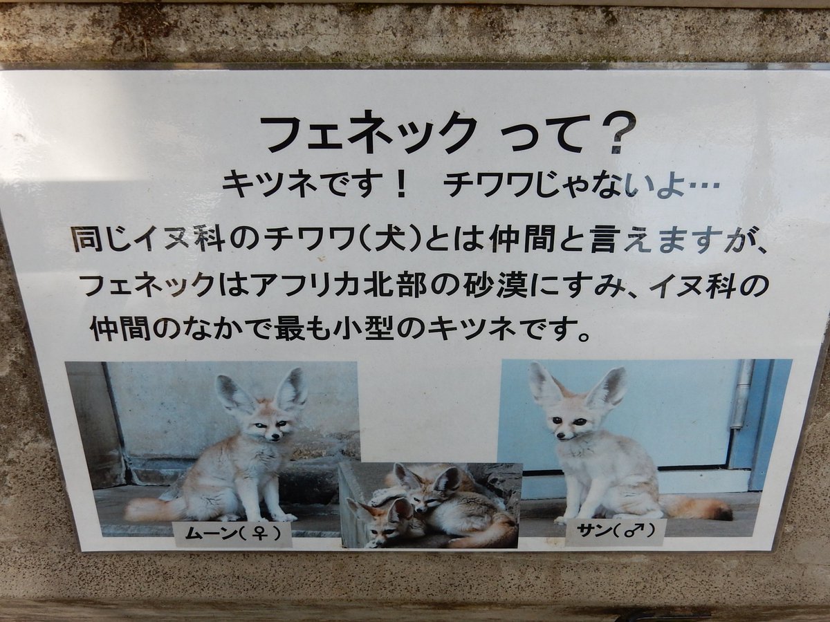 窓木 ポケモンみたいな名前のフェネック 市川市動植物園