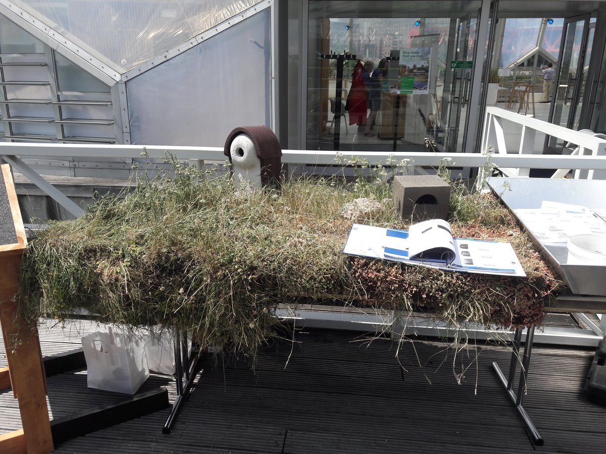 010stadsecoloog's tweet photo. Op infomiddag 'doe meer met uw dak' presenteren @VivaraPro #sempergreen @vogelnieuws hun vogeldak #dvda17 https://t.co/QQfWA2SqBT