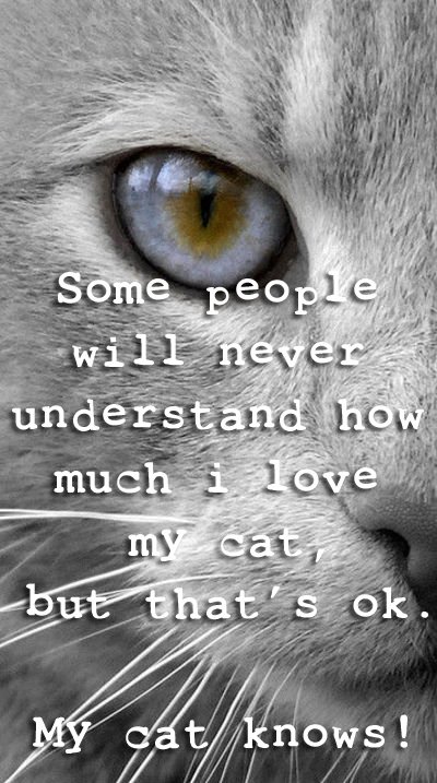 catsnkittys's tweet photo. So so true... https://t.co/GEZ9cCegj1