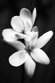 “In times of grief &amp; sorrow I will take your grief &amp; make it my own When U cry I cry &amp; when U hurt I hurt #GrenfellTowerFire <a href="/NicholasSparks/">Nicholas Sparks</a>