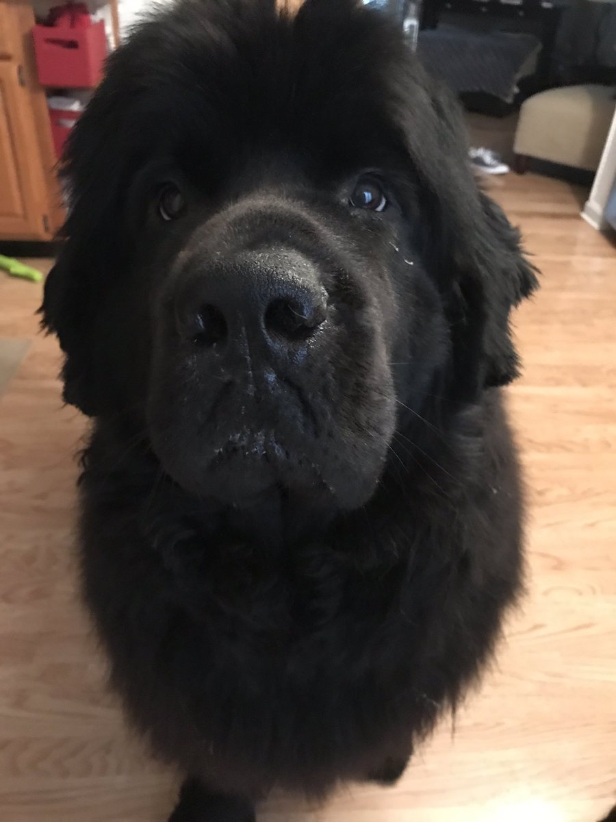 yellowlablover's tweet photo. Love my amazing #companion Maximo. #newf #dogsofinstagram #dogisgood #lupushelper #k9support https://t.co/tkKYDTqLbl