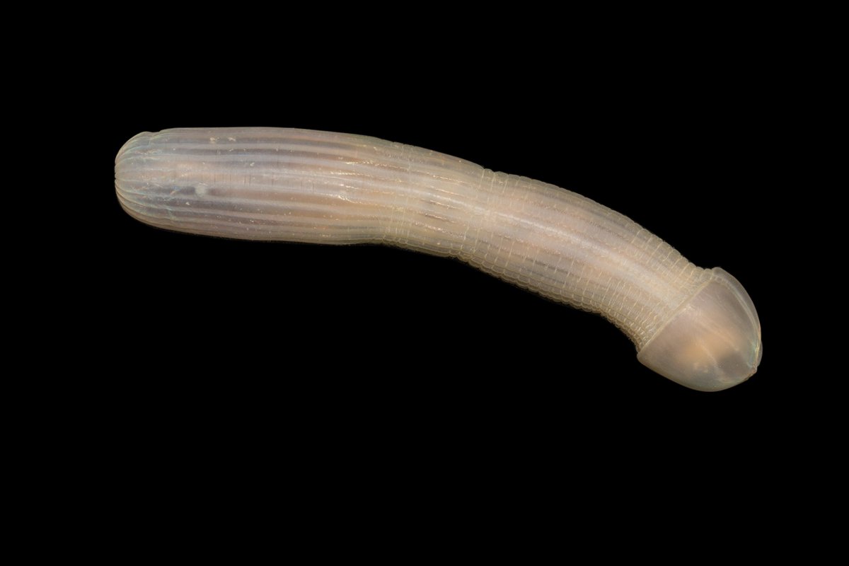 Fat Innkeeper Worms, Also Known As Penis Fish, Strand On Marin Beach