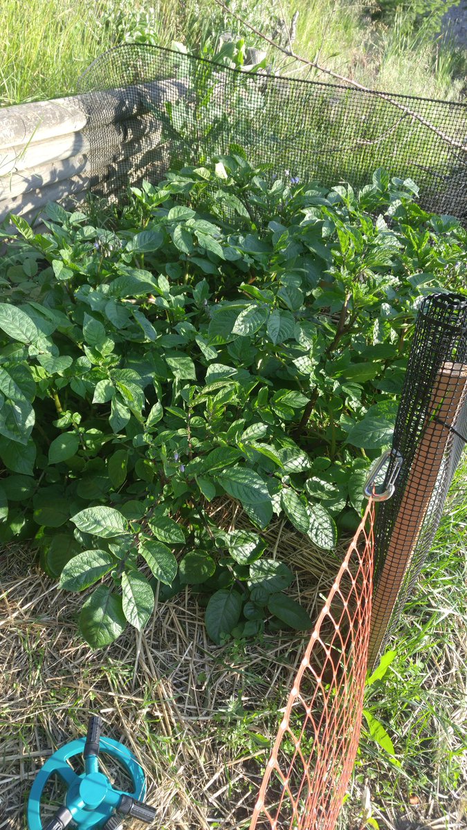 ElevatedBD's tweet image. Russian Blue potatoes and skookum little tomatoe plants.. #Notill #sungrown