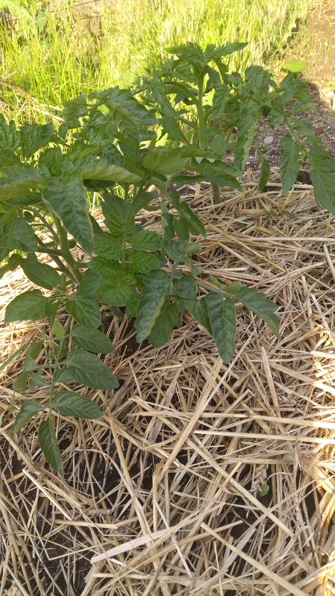 ElevatedBD's tweet image. Russian Blue potatoes and skookum little tomatoe plants.. #Notill #sungrown