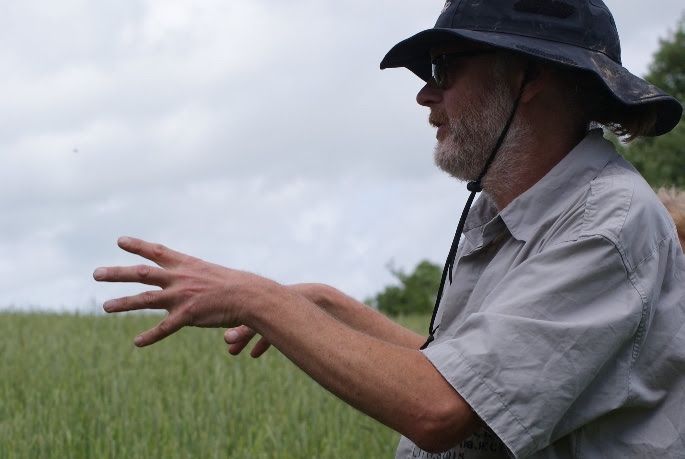 GrownInTotnes's tweet photo. Bob Mayhew @HuxhamsCrossFRM @Dartington giving us a tour at Open Farm Sunday #OFS17. Here's the population wheat they are growing for us. https://t.co/SzBI1yn33n
