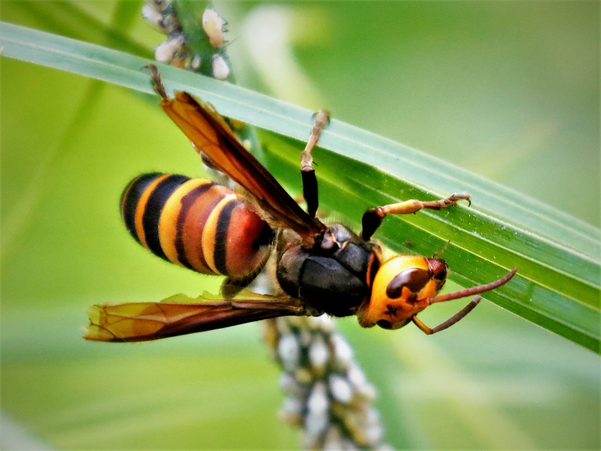 赤蜜蜂 ヒメスズメバチ オオスズメバチにしては小さいかな と調べたらヒメスズメバチの様です お尻の先が黒いのが判別ポイントです
