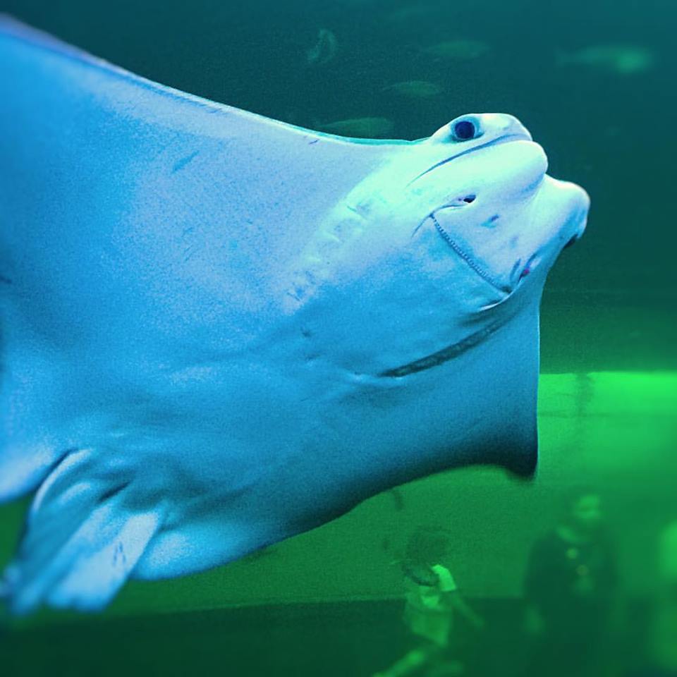 Freack666's tweet image. #keeponsmiling #takeiteasy #Vienna #HausdesMeeres #funnypic #haveaniceday #skate #ray #Smile