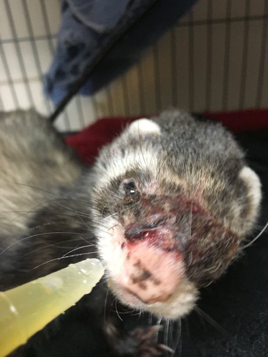 Ferret_Aid's tweet photo. @fitzpatrickref can you please direct me to some good info on Menuka honey for infection? This ferret was seriously neglected https://t.co/DnLea2EOMI