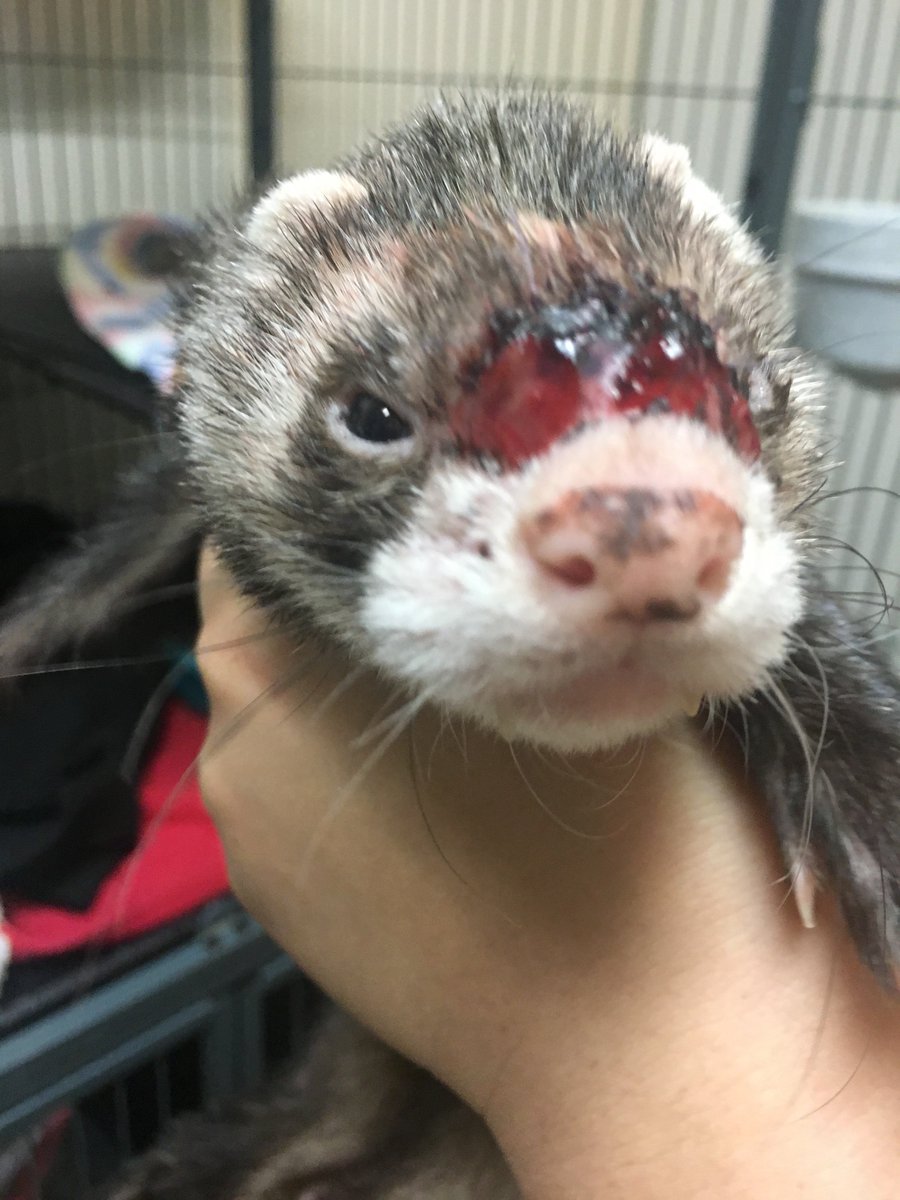 Ferret_Aid's tweet photo. @fitzpatrickref can you please direct me to some good info on Menuka honey for infection? This ferret was seriously neglected https://t.co/DnLea2EOMI