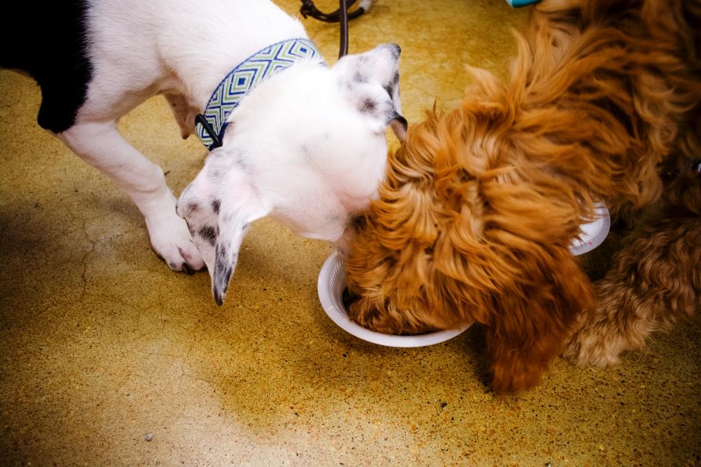 TUTailWags's tweet photo. "Tomorrow we'll eat broccoli, but today we eat ICE CREAM!"
12th Annual Ice Cream Social
Today, 11-2 All @Unleash shops
#friendsandfamilyfun https://t.co/673ul43mZw