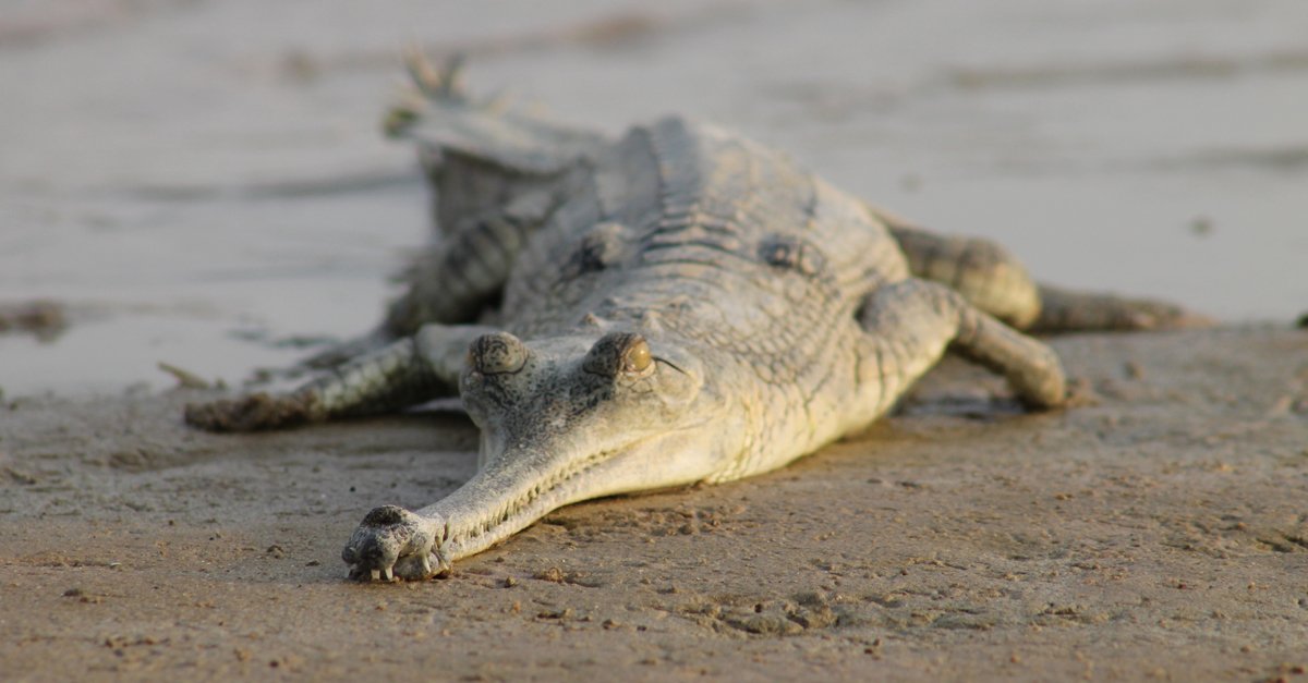 NationalZoo's tweet image. The gharial can't lift its body off the ground. It pushes its body forward across the ground. That's called belly-sliding. #WorldCrocDay