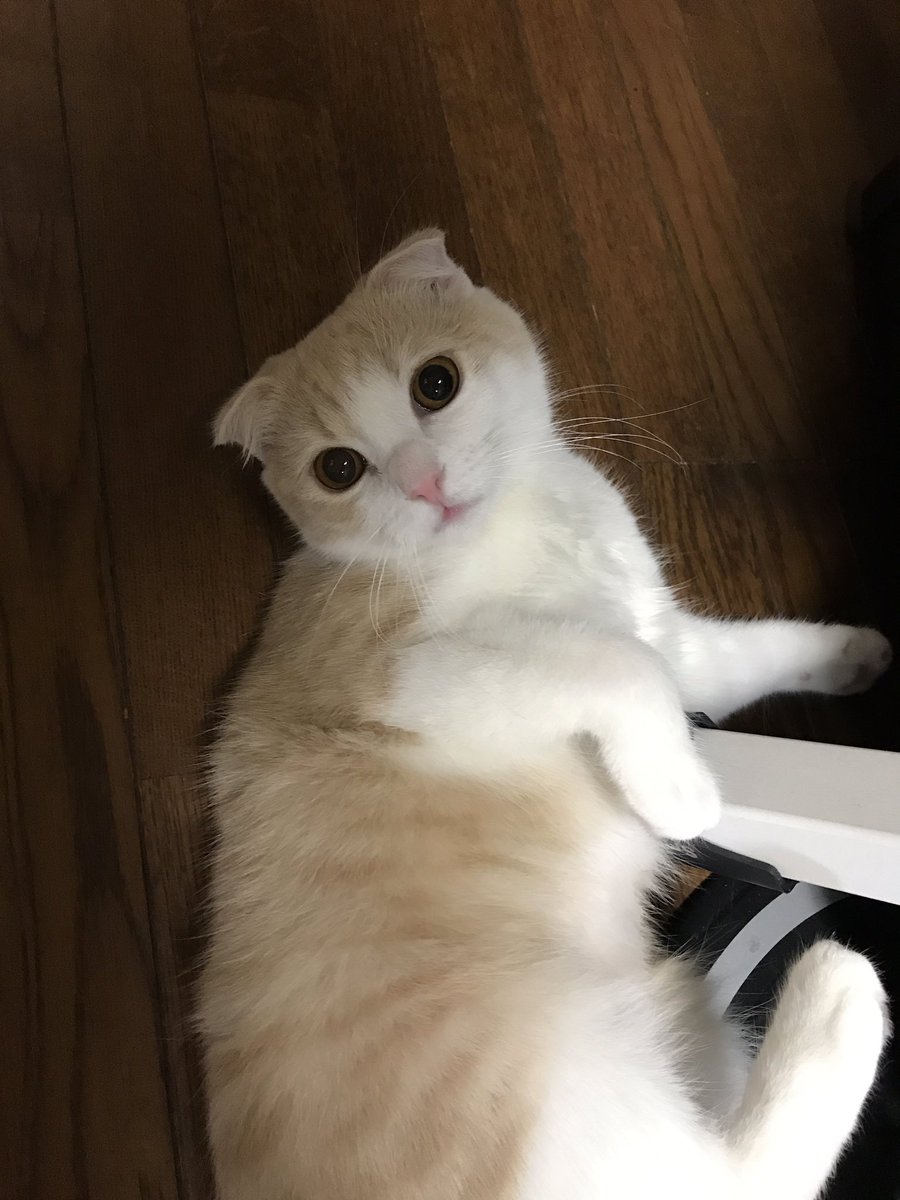 きなこ スコティッシュフォールド Kinakochan1016 Twitter きなこ スコティッシュフォールド Kinakochan1016 Twitter