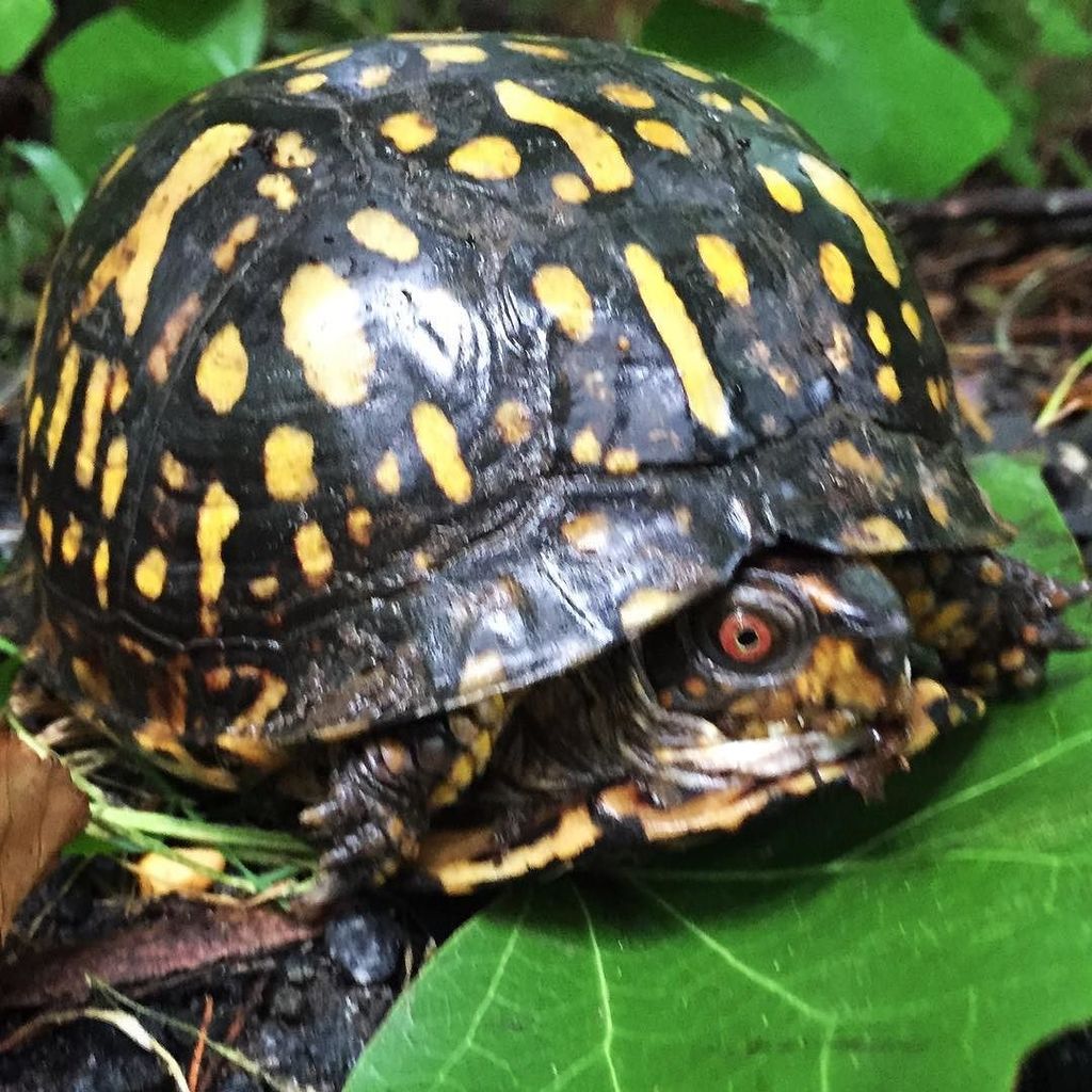 nikographer's tweet photo. #boxturtle #turtle #maryland #nikographer #iphone #wasintheroadandisavedhim #turtlerescue https://t.co/7YlAIZ8DEU https://t.co/1HMtxUg3TK