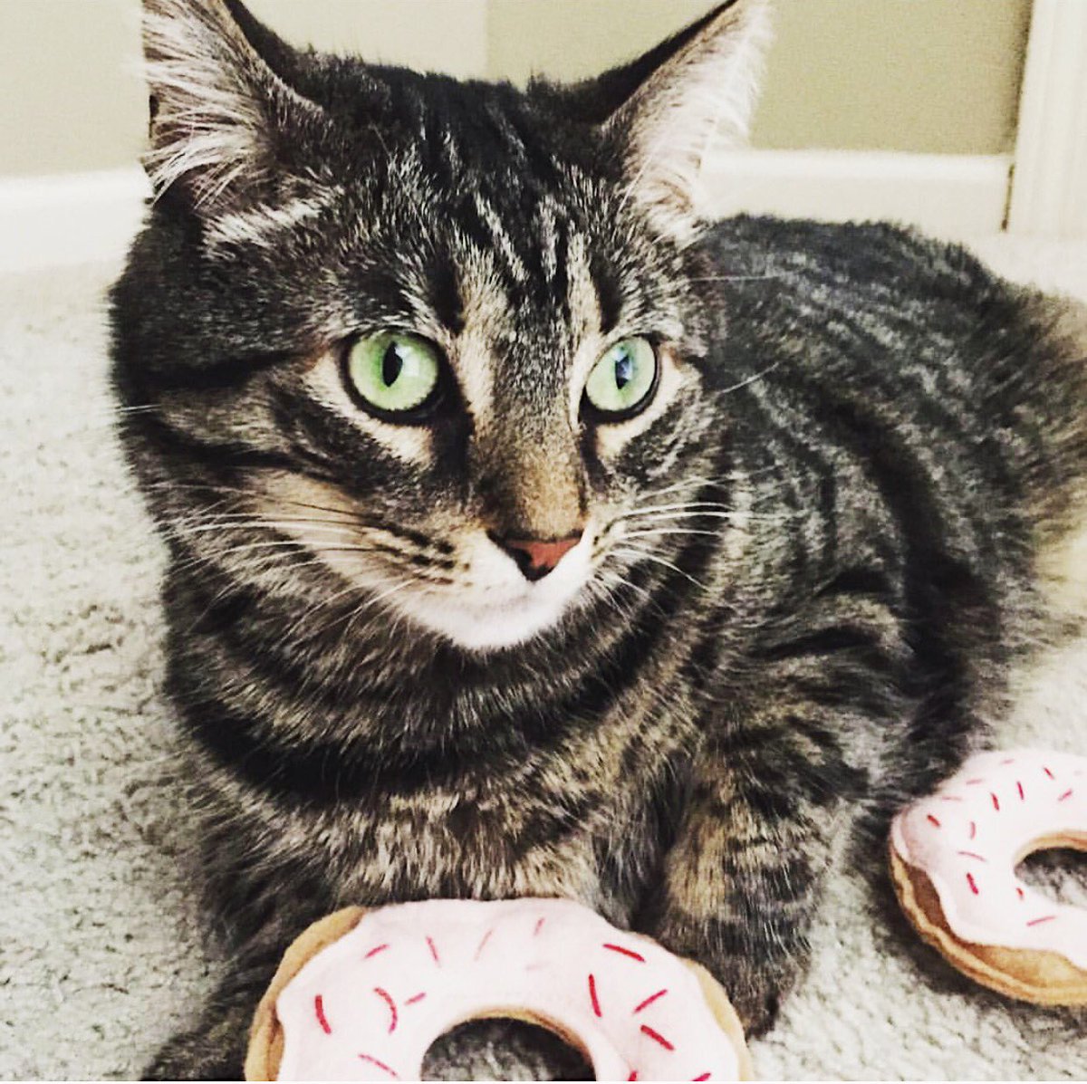 Noodle_Cat's tweet photo. #CLECat, Zoey knows you donut want to miss out on a bowl of your fav ramen today. Happy #CATURDAY 📸@furballfanatic https://t.co/CZJuMAeEHz