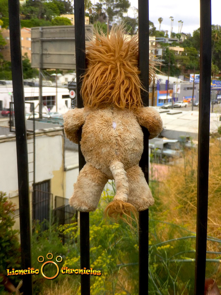 LittleLioncito's tweet photo. There are times when the Lioncito’s mischievous knows no bounds and he finds himself in tricky situations. Who knows how he got here. 🙃 https://t.co/vV1e6hawdw