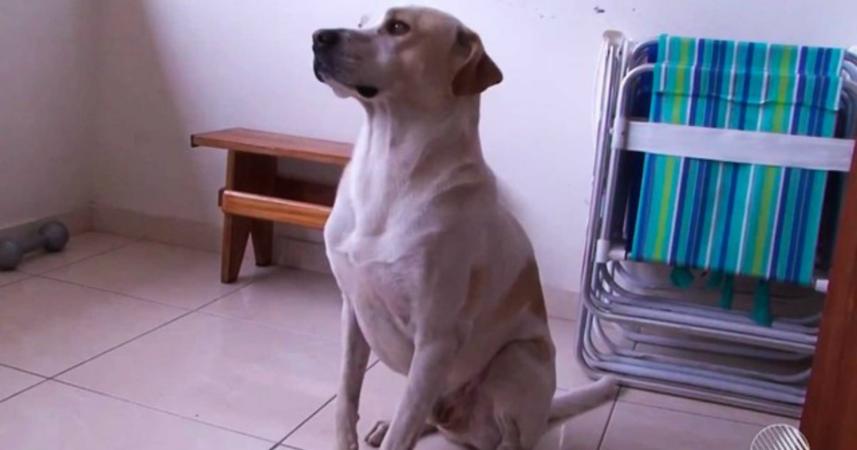 g1's tweet image. Vira-lata salva menino de ataque de rottweiler na Bahia glo.bo/2tzroIm #G1 #BA