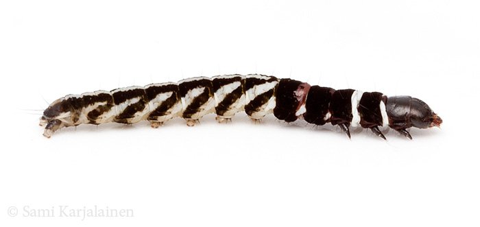 KarjalainenSami's tweet photo. Design-toukka. Fashion is my passion. #Helcystogramma #rufescens. #olkiviiksikoi #perhonen #Lepidoptera #kirstipaakkanen https://t.co/l9M5zOvisU