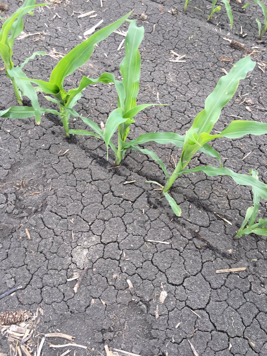 russellgrains's tweet photo. Fertilizer placement seems to be working nicely with a little rain and some more heat should smarten up the corn #ydrop https://t.co/yjZQhH1nfv