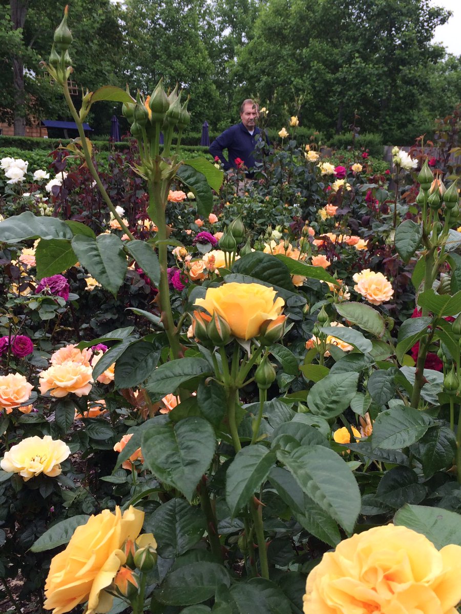 Innatwindmill's tweet photo. Flowers are POPPIN everywhere!
#hamptons#amagamsett#cloudyday https://t.co/UJN1Phgxb0
