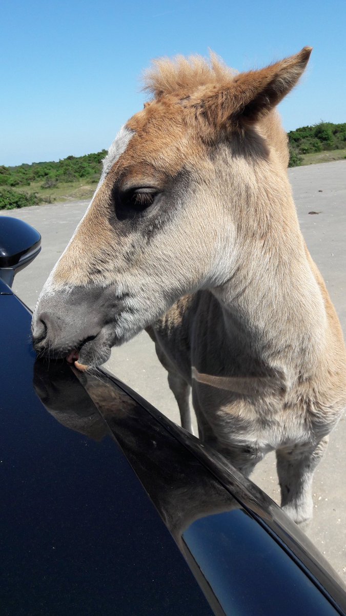 This foal has already learnt to hang around cars - please don't touch or feed the ponies - it leads to more pony deaths on our roads