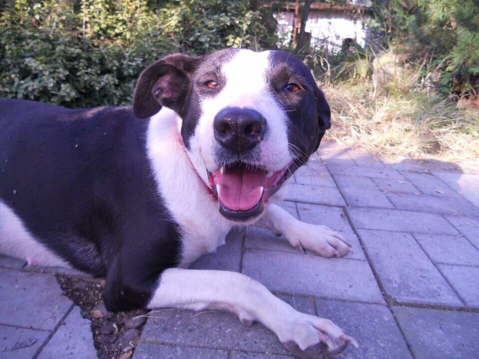 KIRA aus Wladikawkas

<3 Frohnatur und Spring-ins-Feld <3

Geschlecht: weiblich
Alter: 2 Jahre
Geimpft: ja
Gechippt: ja
Sterilisiert: ja