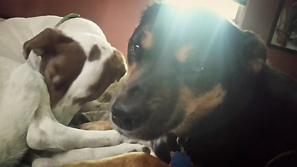 grrrrrrlscout's tweet photo. #lookAway! #bones #dogslife #dogspotting @bigbear140416 https://t.co/gOxuZ8zFaW
