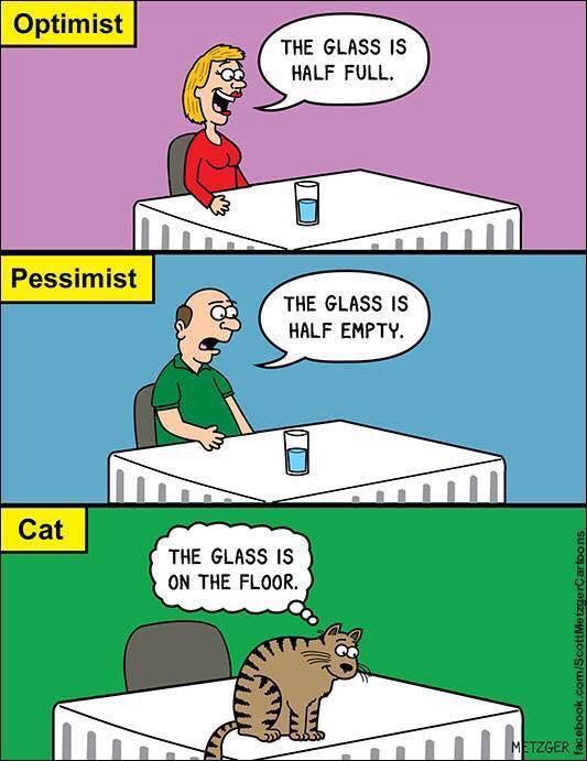 InnaLA_RE's tweet photo. Optimist vs pessimist vs #cat #HappySaturday โค๏ธ#truthbetold #belikecat ๐ https://t.co/zLPA0mmN0Z