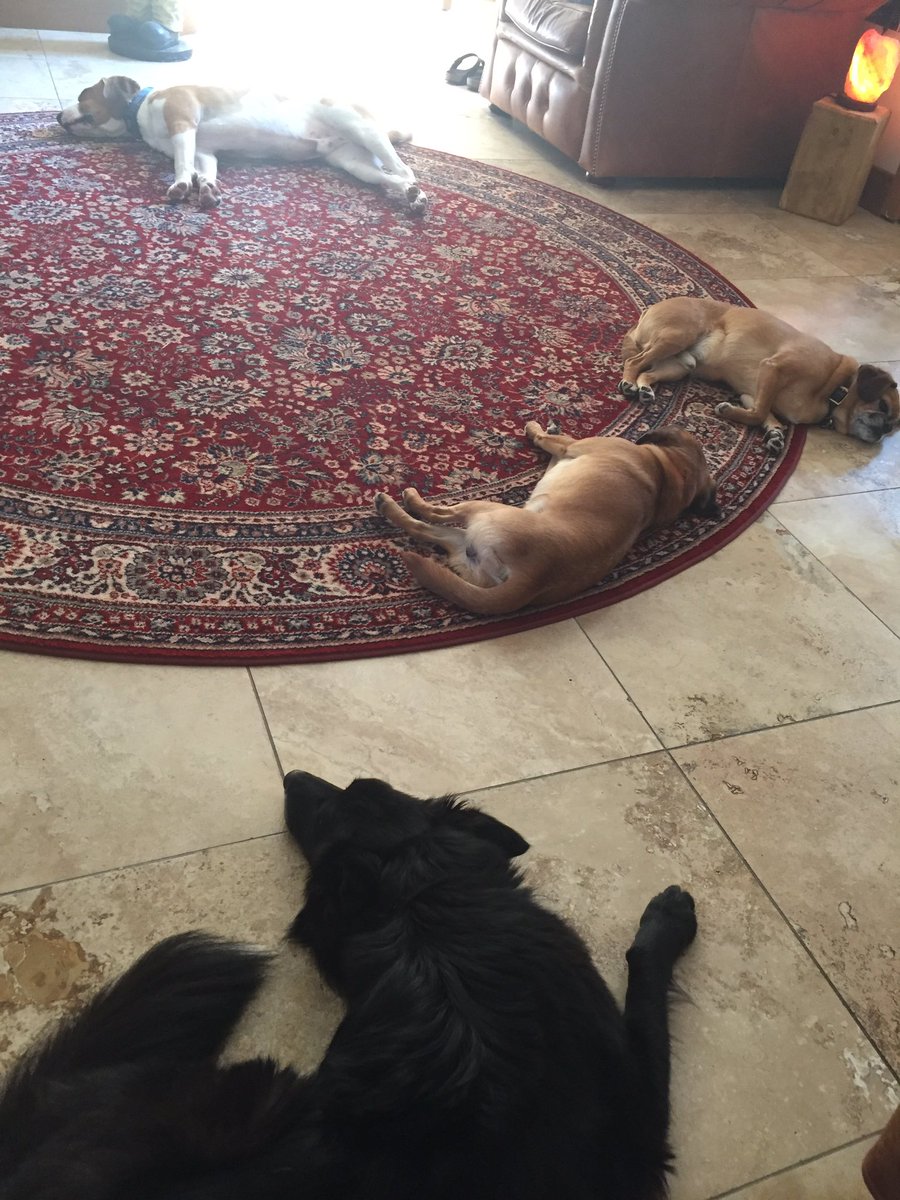 katie_trinder's tweet photo. @taylorswift13 has her #squad this is mine! #crazypack #beagle #collie #pugalier #dogsoftwitter ps this is a rare shot!! https://t.co/u1NGW6yzMV