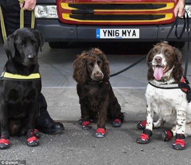 A picture of the lovely dogs who helped firemen in #GrenfellTower, wearing their heat-proof boots.