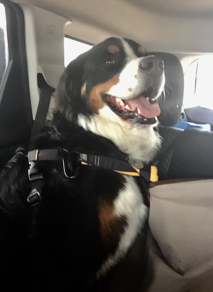 daynavettese's tweet photo. Harnessed in and ready for a storm chase #BerneseMountainDog #StormChasingDog #AirConditioning @bradrousseau https://t.co/CixWsqj2nj