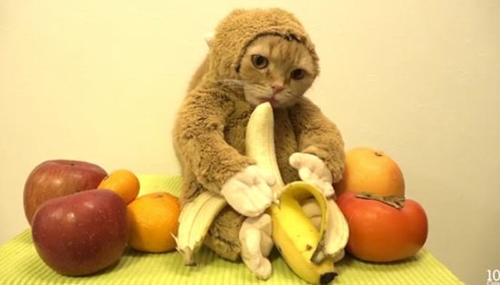 computerlogy3's tweet image. #zomakyo ลิงพันธุ์ใหม่ 555