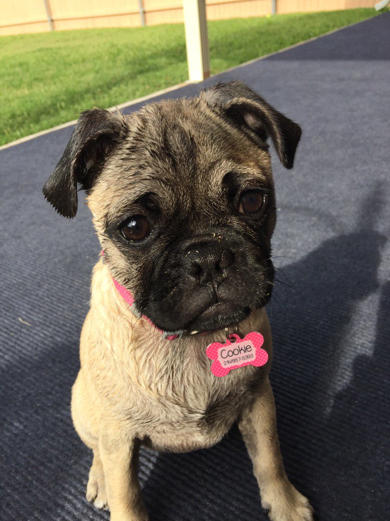 PlasticPug's tweet photo. I'm not turning the water sprinkler back on. Don't ask anymore https://t.co/99VbG3Z7UD