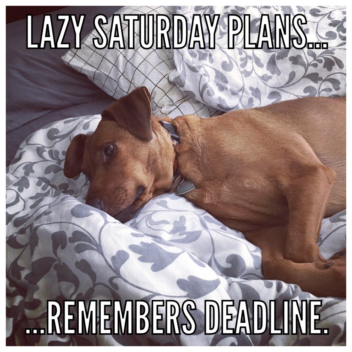 Dogtor of Philosophy tweet media