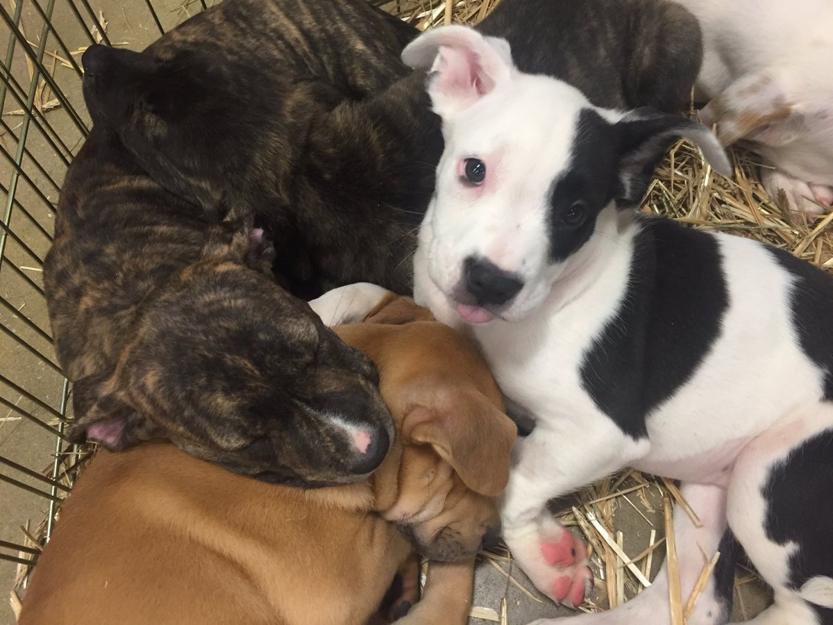 We're at PetSmart today with puppies, cats and kittens! Come say hi! #AdoptDontShop