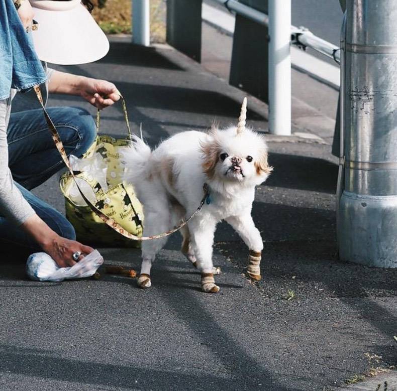 -Αχ τι καλό,τι ράτσα είναι ?
-Είναι διασταύρωση ξιφία,μπουλντόκ,γάτα Περσίας,
έχει &amp; λίγο νοβοπάν μέσα,με εμ-ντι-εφ στο φινίρισμα,αδιάβροχο
