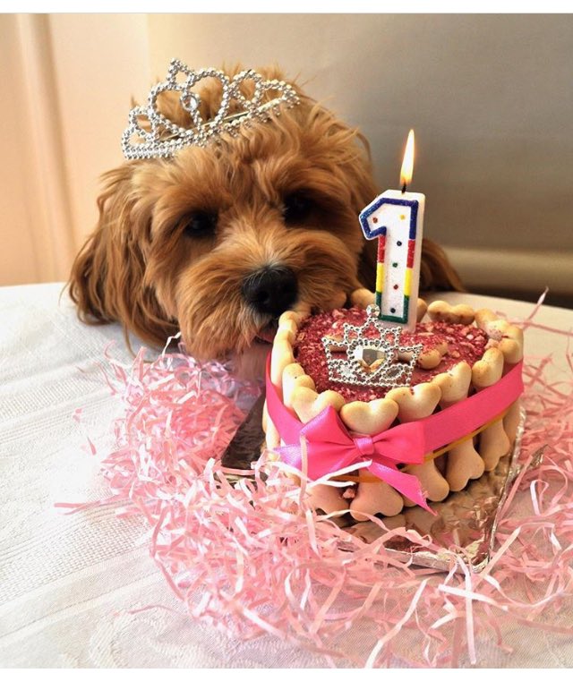 День рождения собаки 1 год