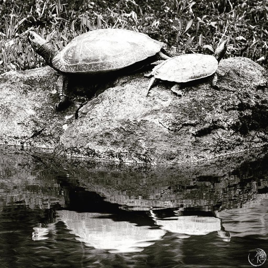 CiraInLight's tweet photo. Two turtles⠀
Two rocks,⠀
Reflections.⠀
#kyotojapan #LeicaSL #blackandwhite #leicacrush https://t.co/UIA9uUaMct https://t.co/4EMlgBgrb5