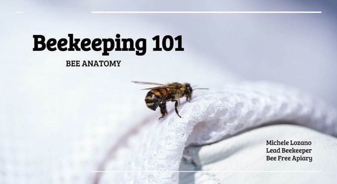 BeeFreeApiary's tweet image. This week, we began teaching our Beekeeping 101 Class to middle and high school students in the GENERATION2050! #generation2050