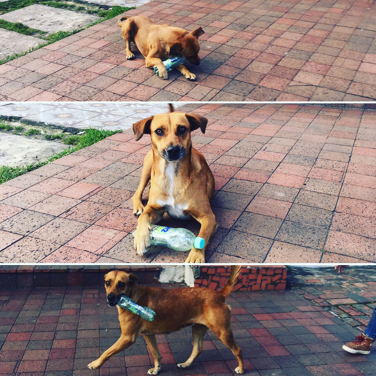 Cuando no te quieren regalar la tapita #Perritulindo 🤣