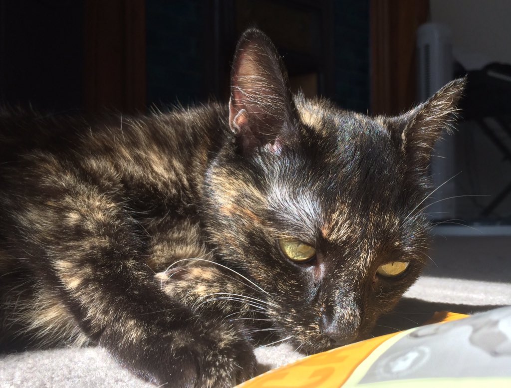 NottingHillCats's tweet photo. Nana in the sun #LittleCallicoCat #NottingHillCatSitting #NottingHillCatCompany https://t.co/AATYPXhT1J