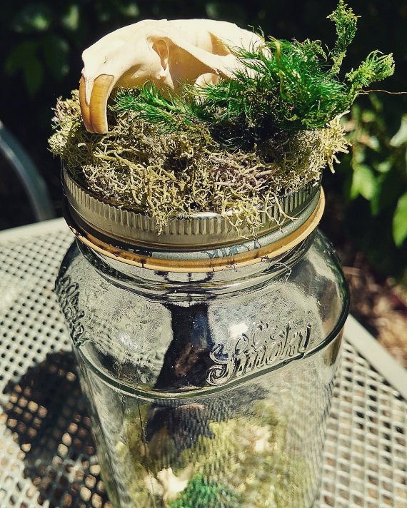 LoveBizarreOdd's tweet photo. Hanging Bat Mason Jar Display - 6.5" Ole' Smokey jar housing a bat! ✴ https://t.co/JyiFR75M1r ✴
#vultureculture #lovebizarreoddities https://t.co/wVwAAZFcTp