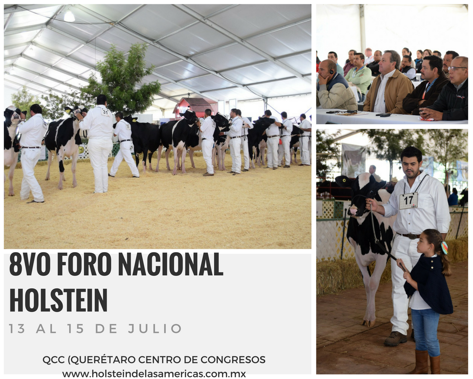 Holstein Américas tweet media