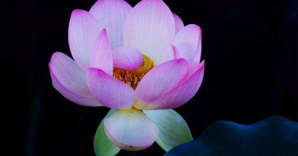MorpheusSlumber's tweet photo. The Heart Is Tender https://t.co/BoIWisdWfS https://t.co/Cjc2LKffvF