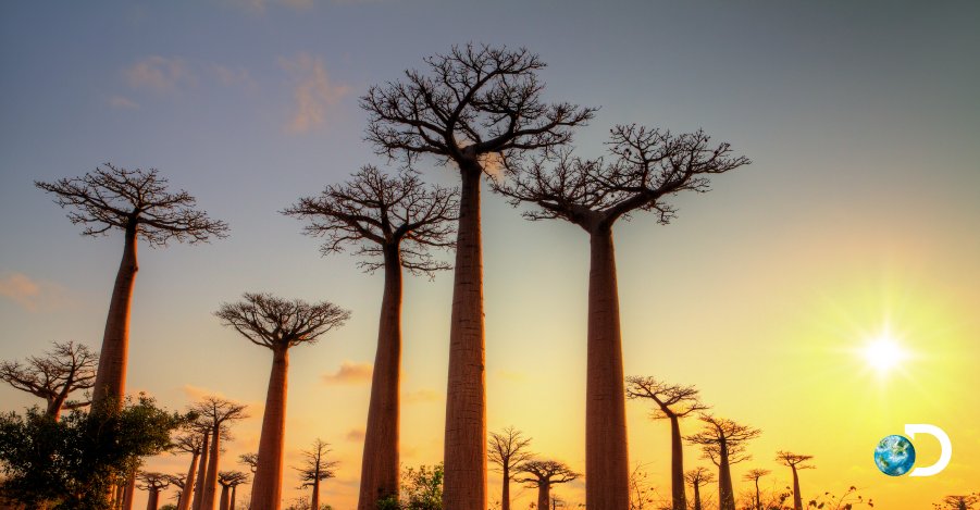 🌎 Discovery Channel on Twitter: 